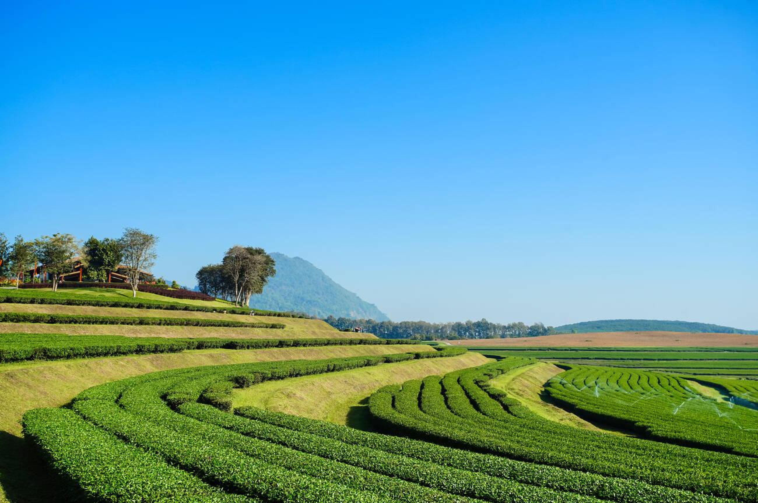 Chiang Rai