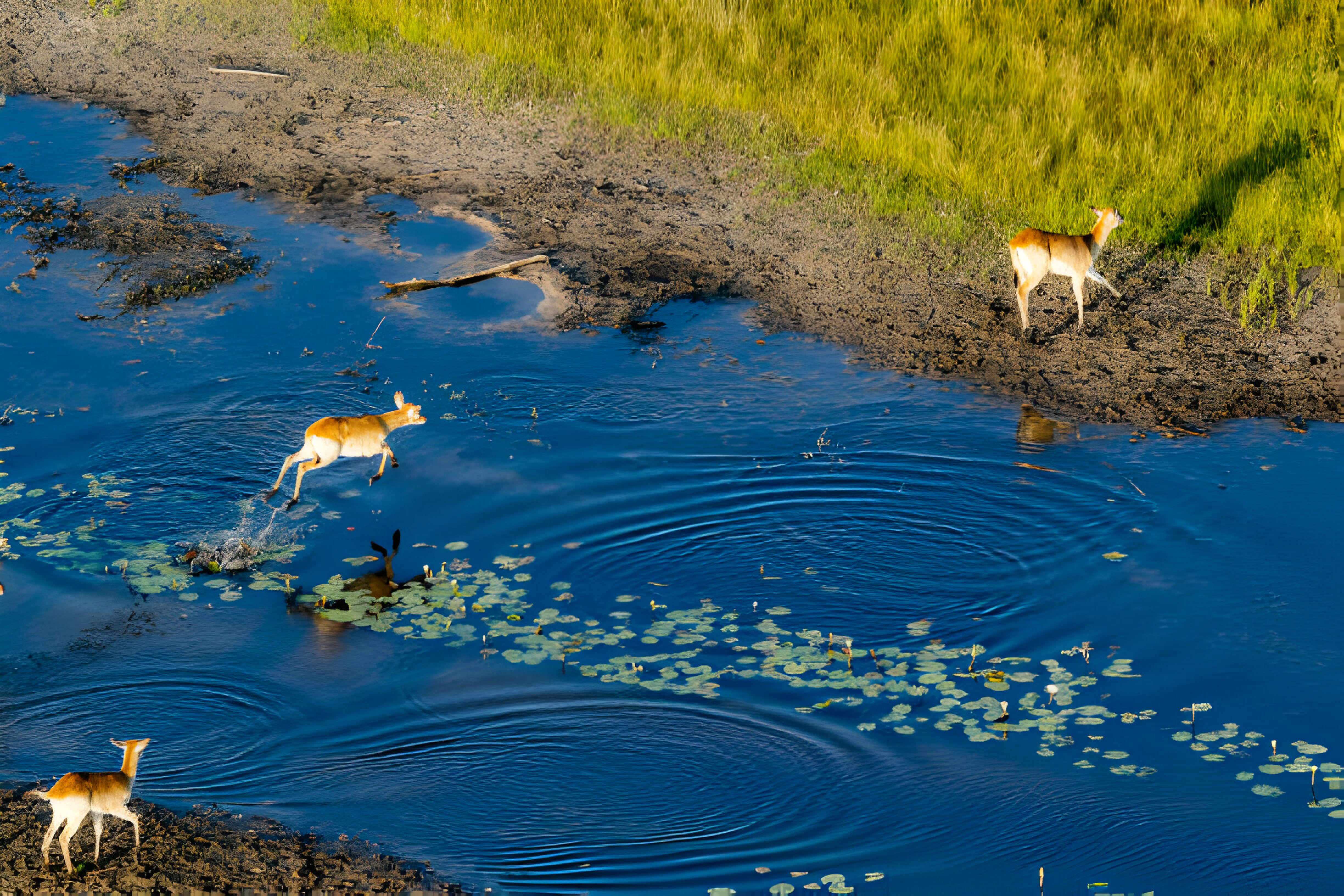 Chobe National Park