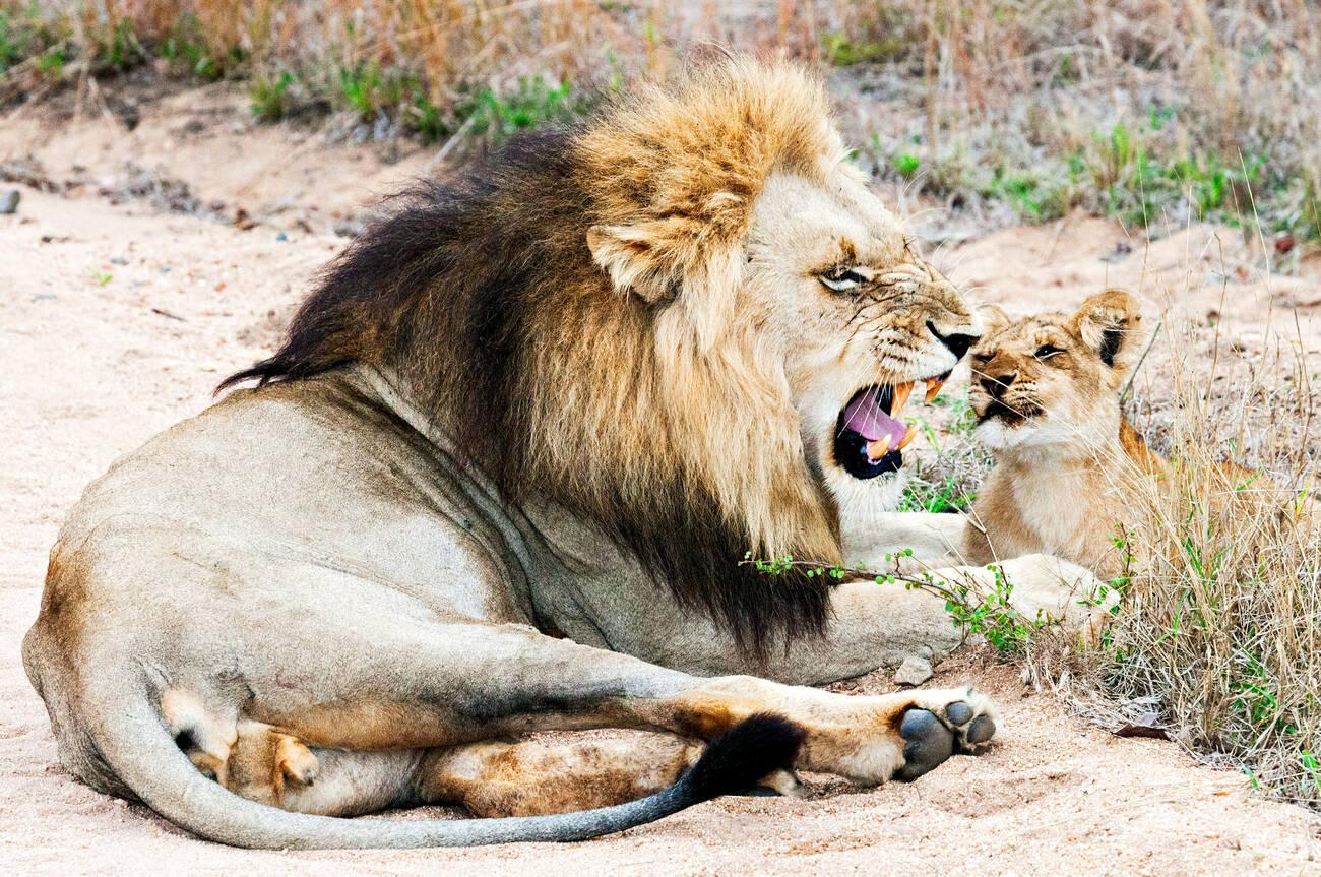 Kruger National Park