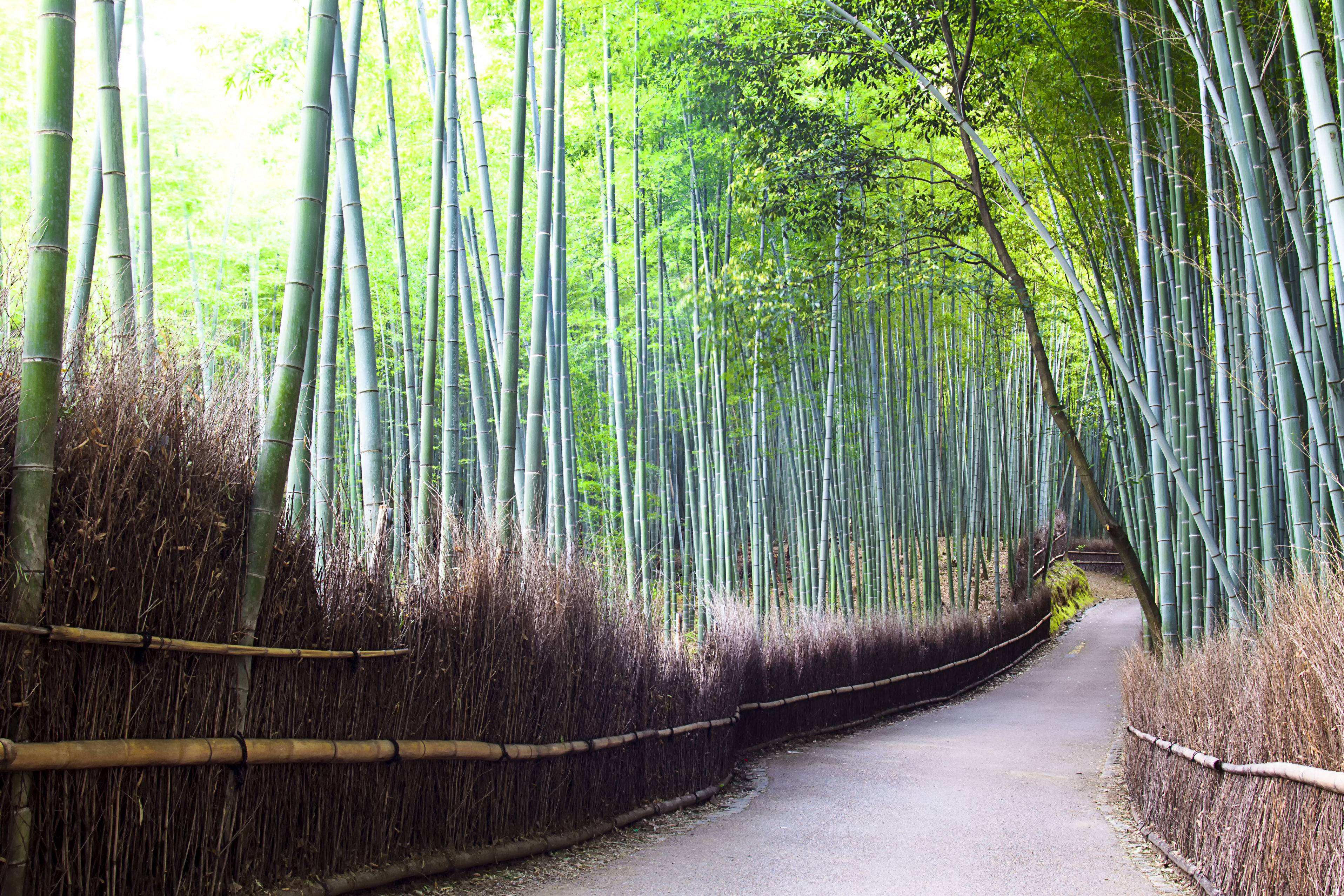 Kyoto