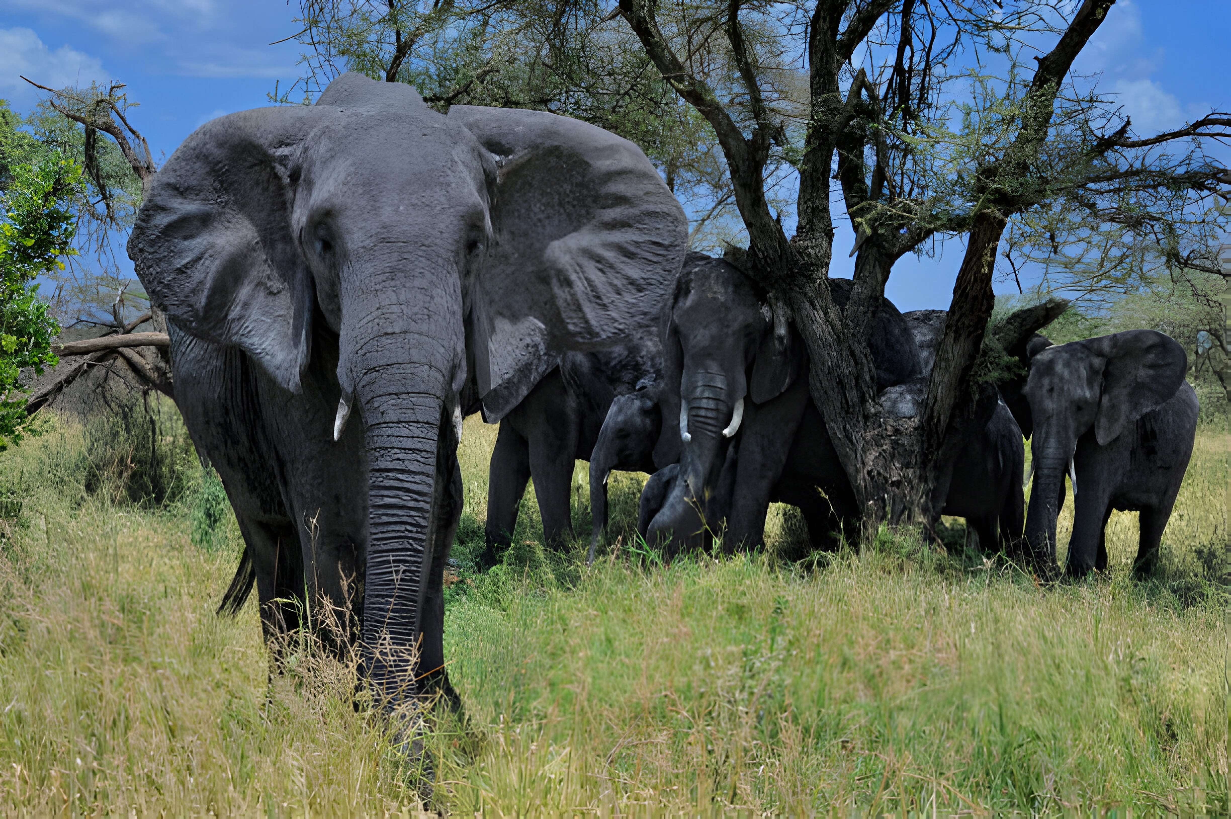 Ngorongoro