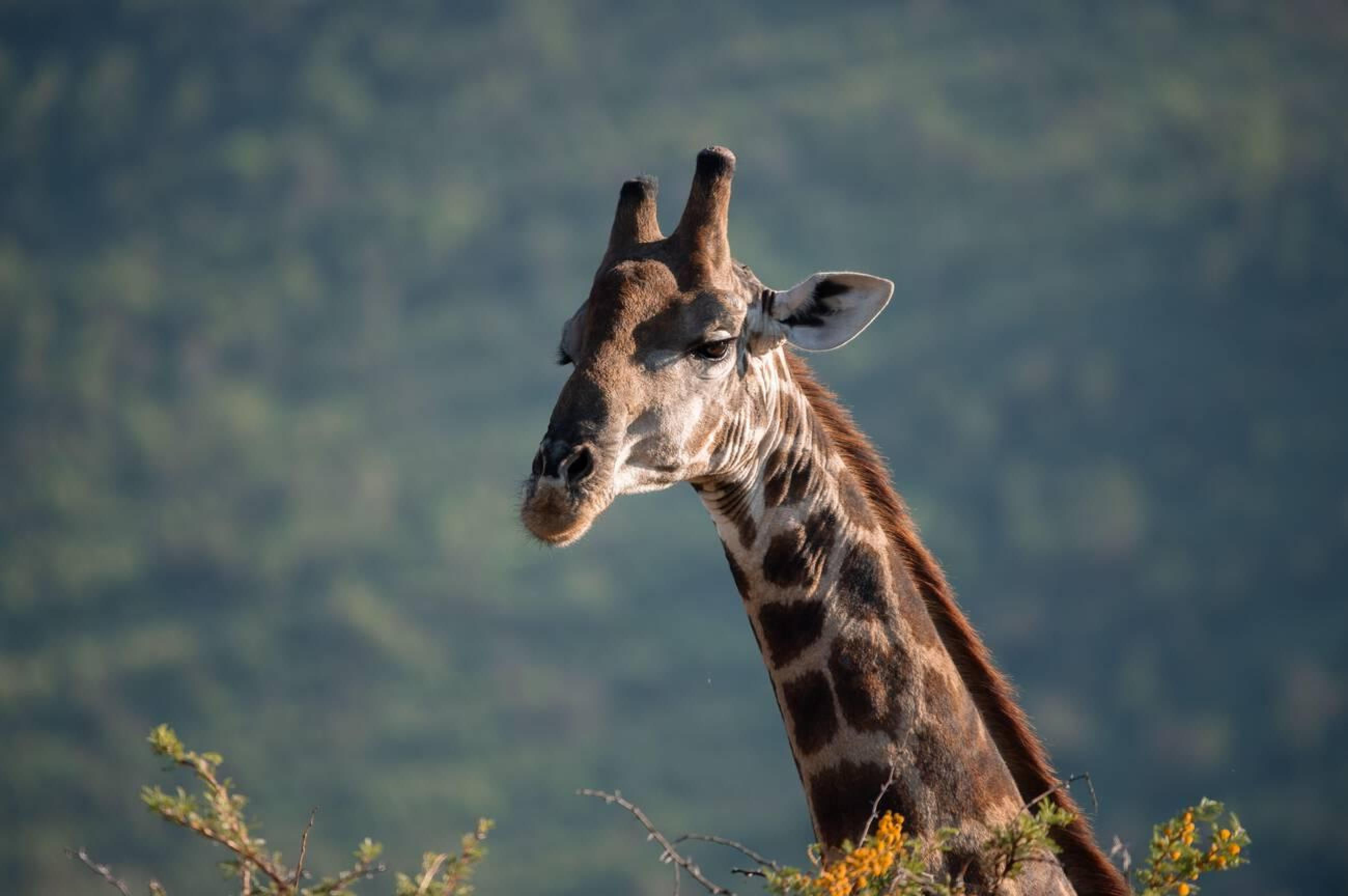Pilanesberg National Park