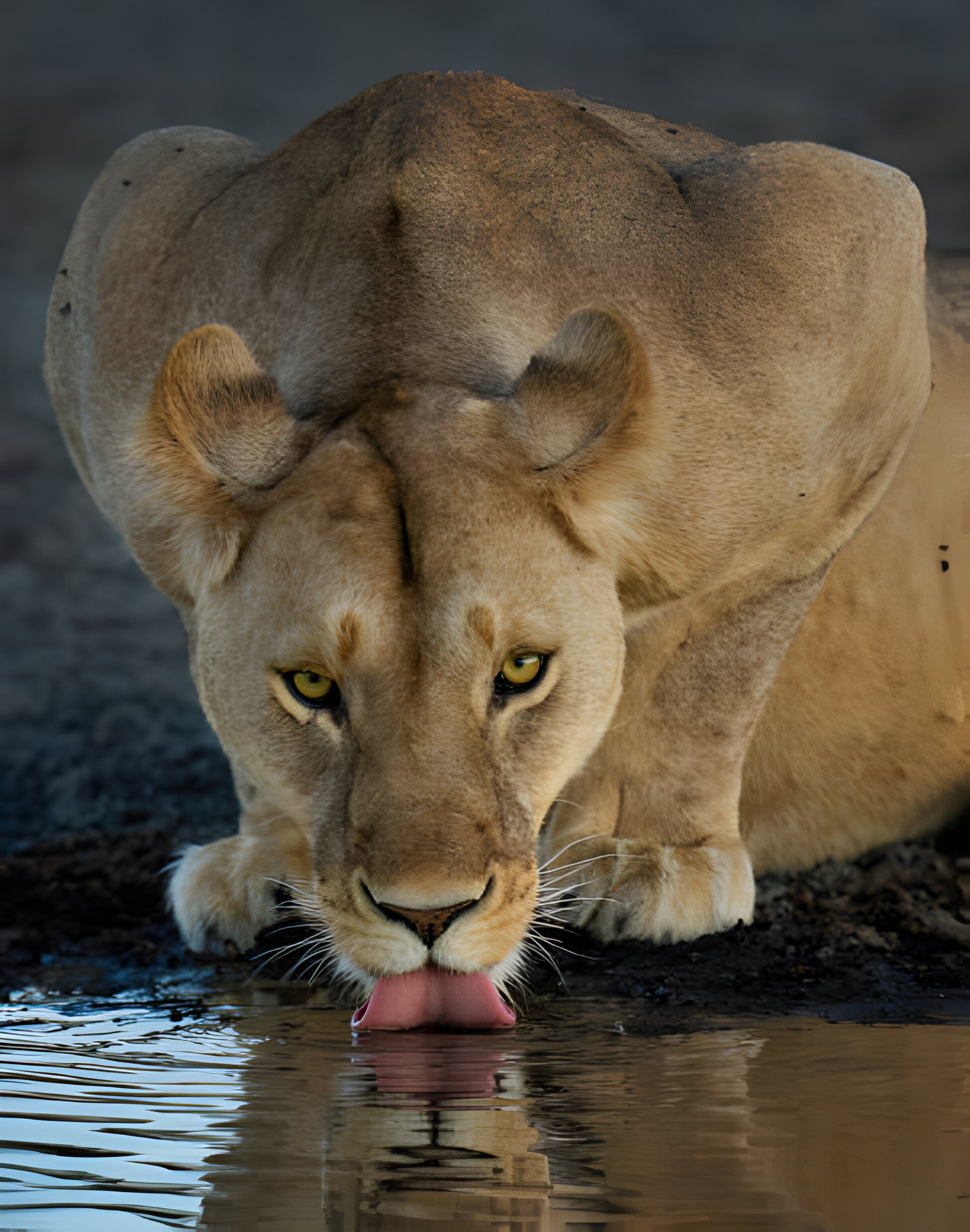 Serengeti