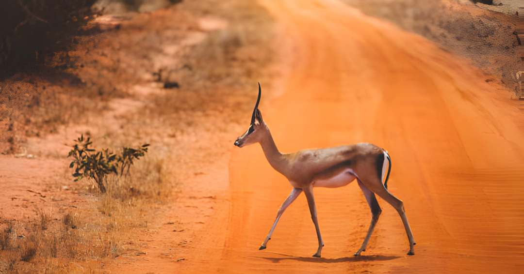 Tsavo National Park